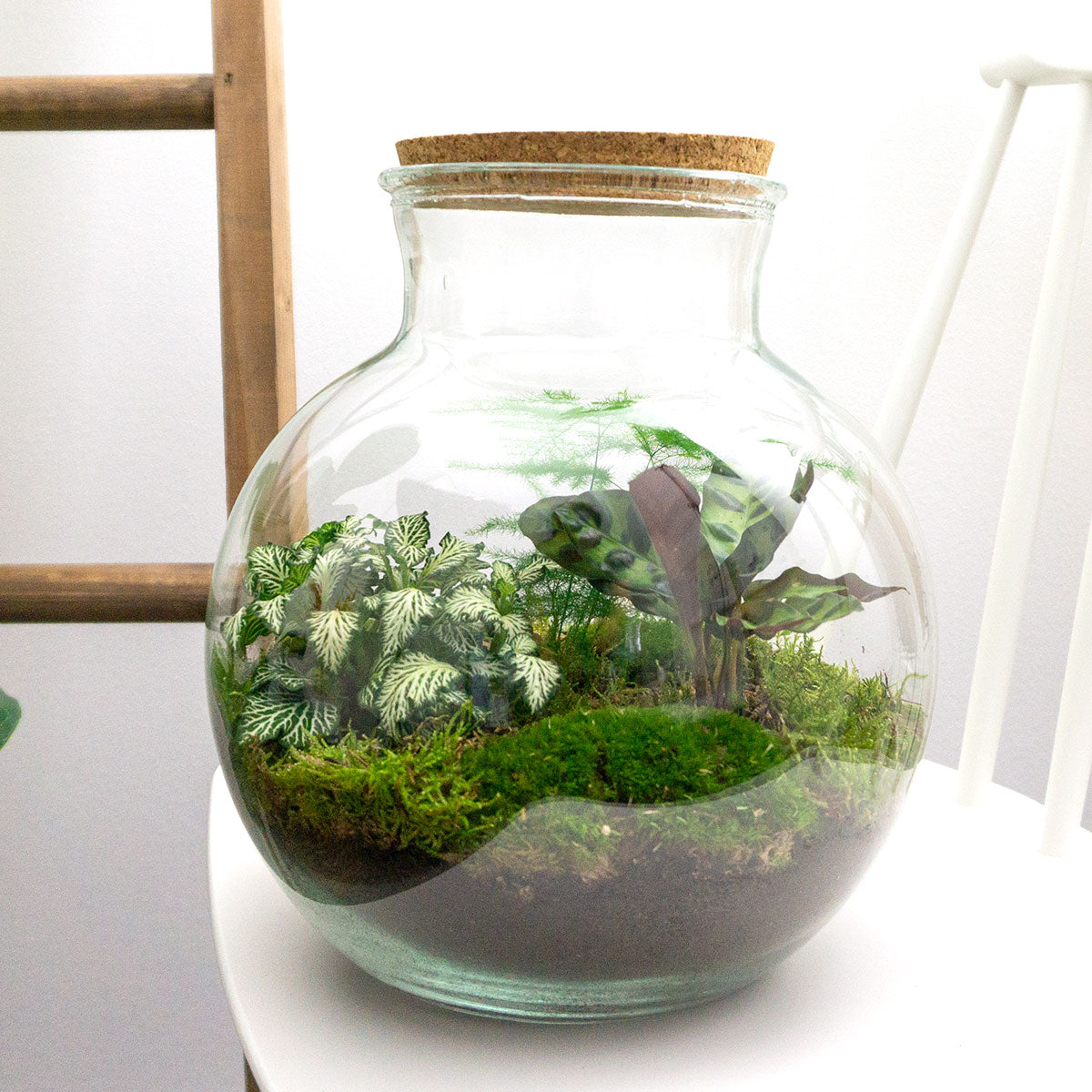 Diy Terrarium – Teddy – ↑ 26,5 Cm