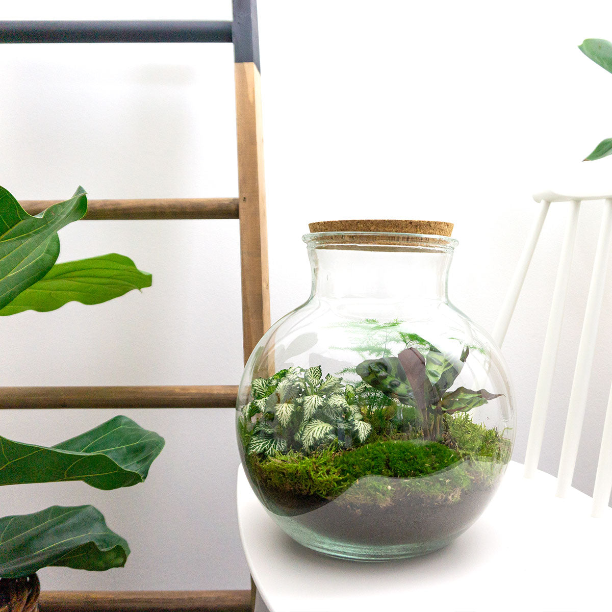 Diy Terrarium – Teddy – ↑ 26,5 Cm