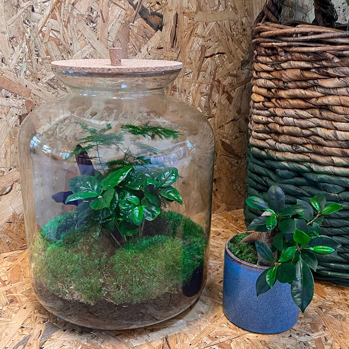 Diy Terrarium – Lukas Botanisch Xl – ↑ 33 Cm