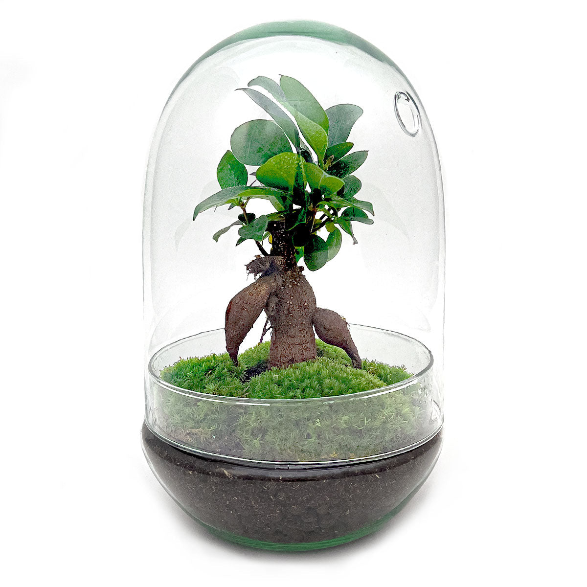 Diy Terrarium – Egg Xl – Ficus Ginseng Bonsai – ↑ 30 Cm