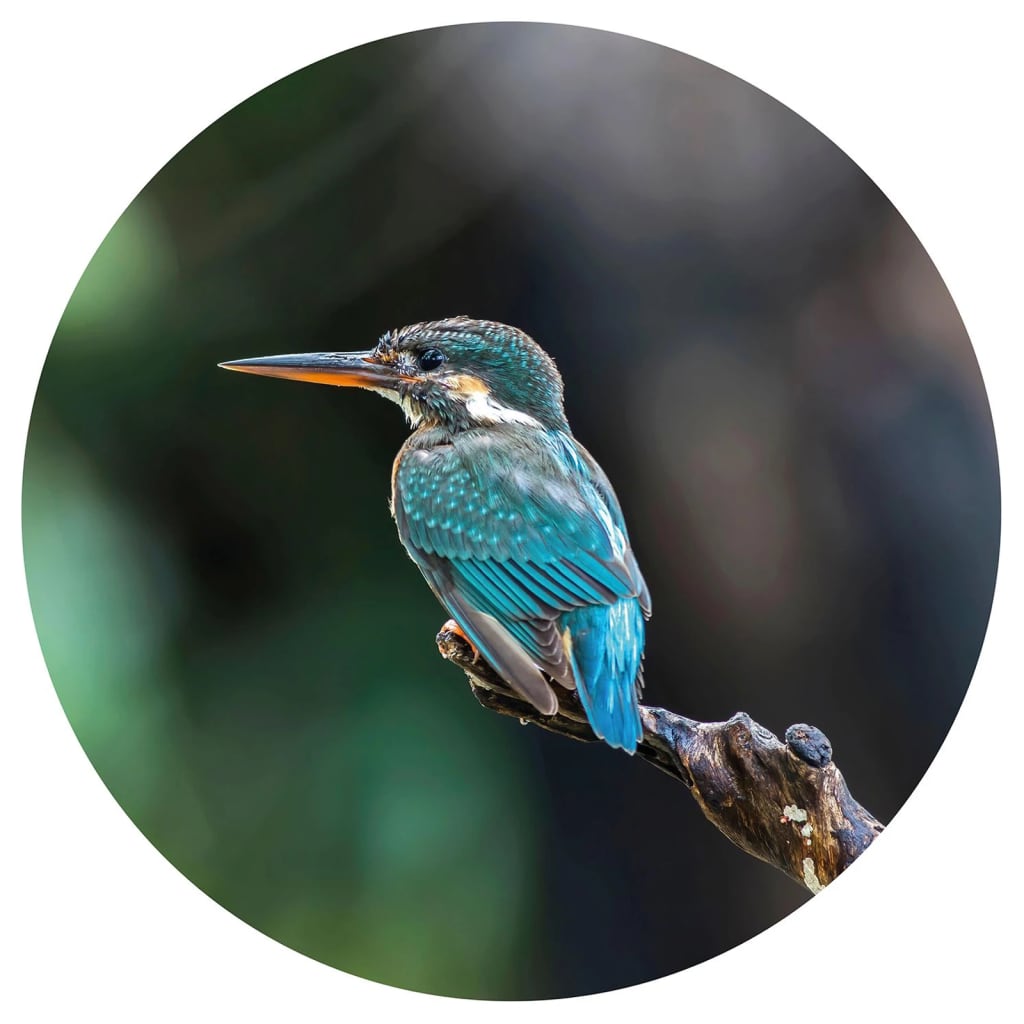 Wallart Behangcirkel The Kingfisher 190 Cm