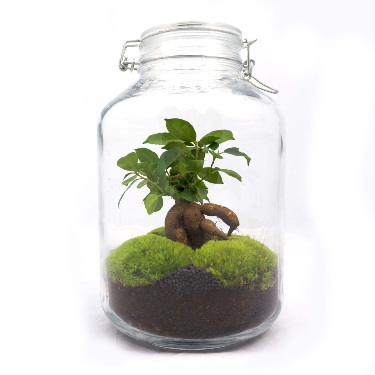 Diy Terrarium – Jar – Ficus Ginseng Bonsai – ↑ 28 Cm