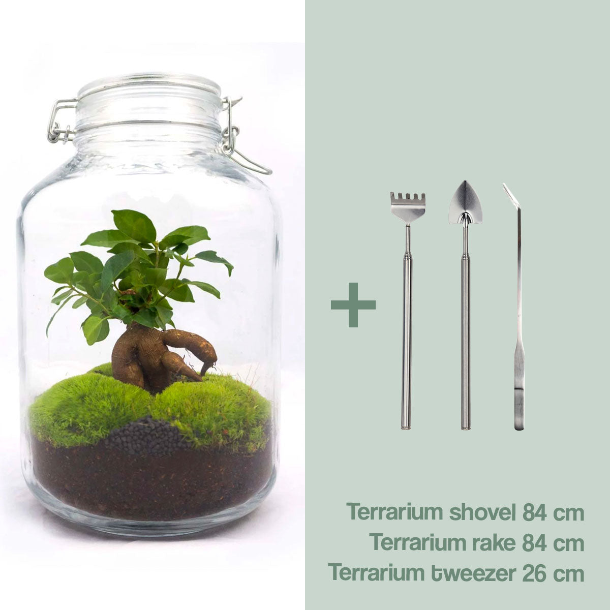 Diy Terrarium – Jar – Ficus Ginseng Bonsai – ↑ 28 Cm