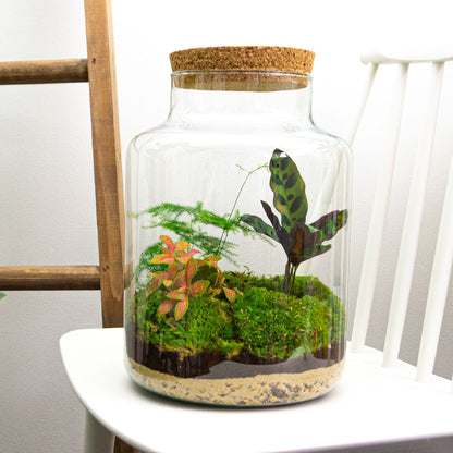 Diy Terrarium – Milky – ↑ 30 Cm