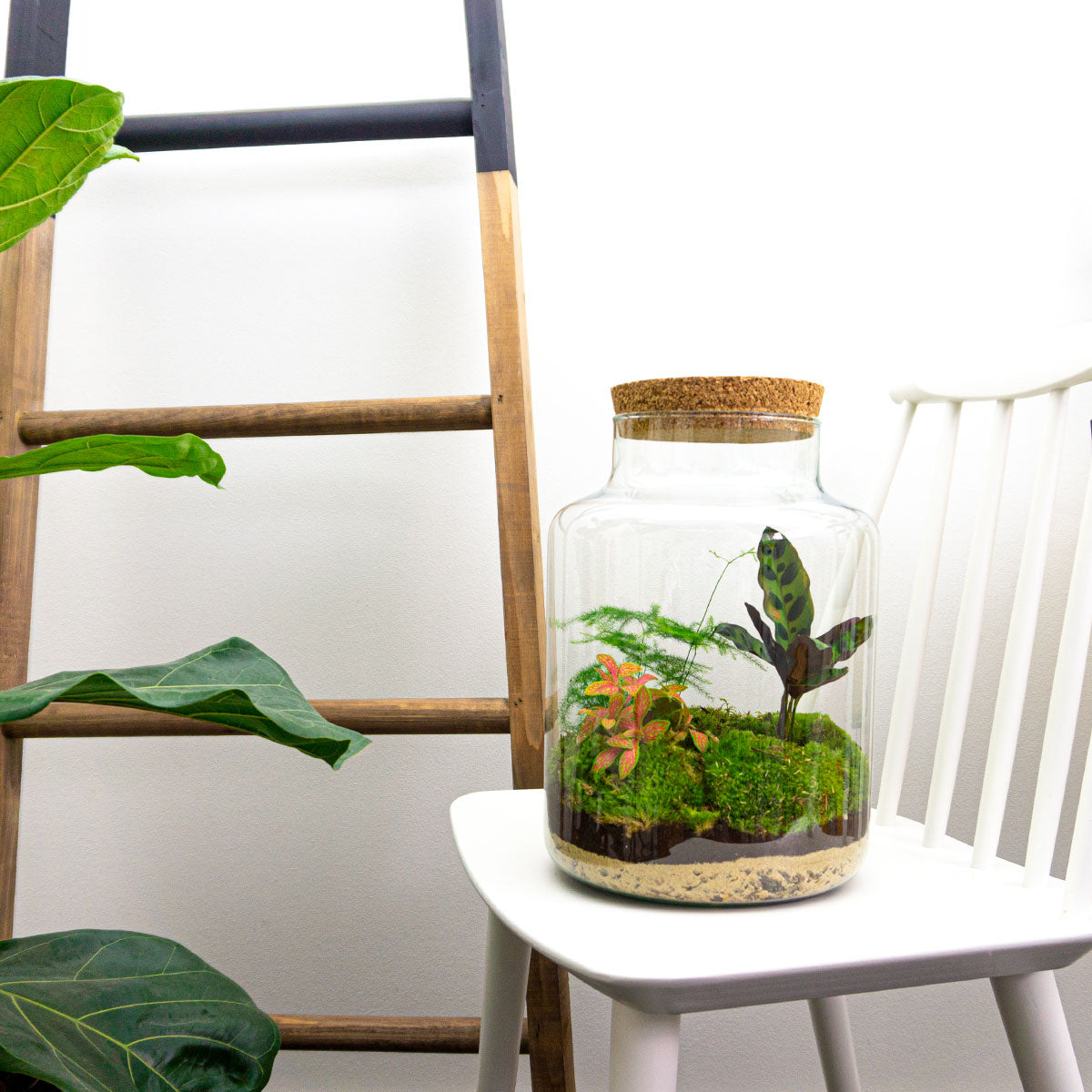 Diy Terrarium – Milky – ↑ 30 Cm