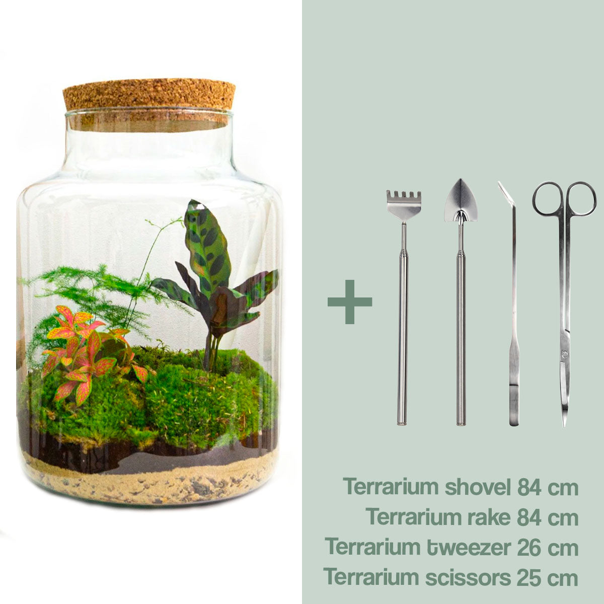 Diy Terrarium – Milky – ↑ 30 Cm