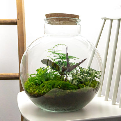 Diy Terrarium – Bolder Bob – ↑ 30 Cm