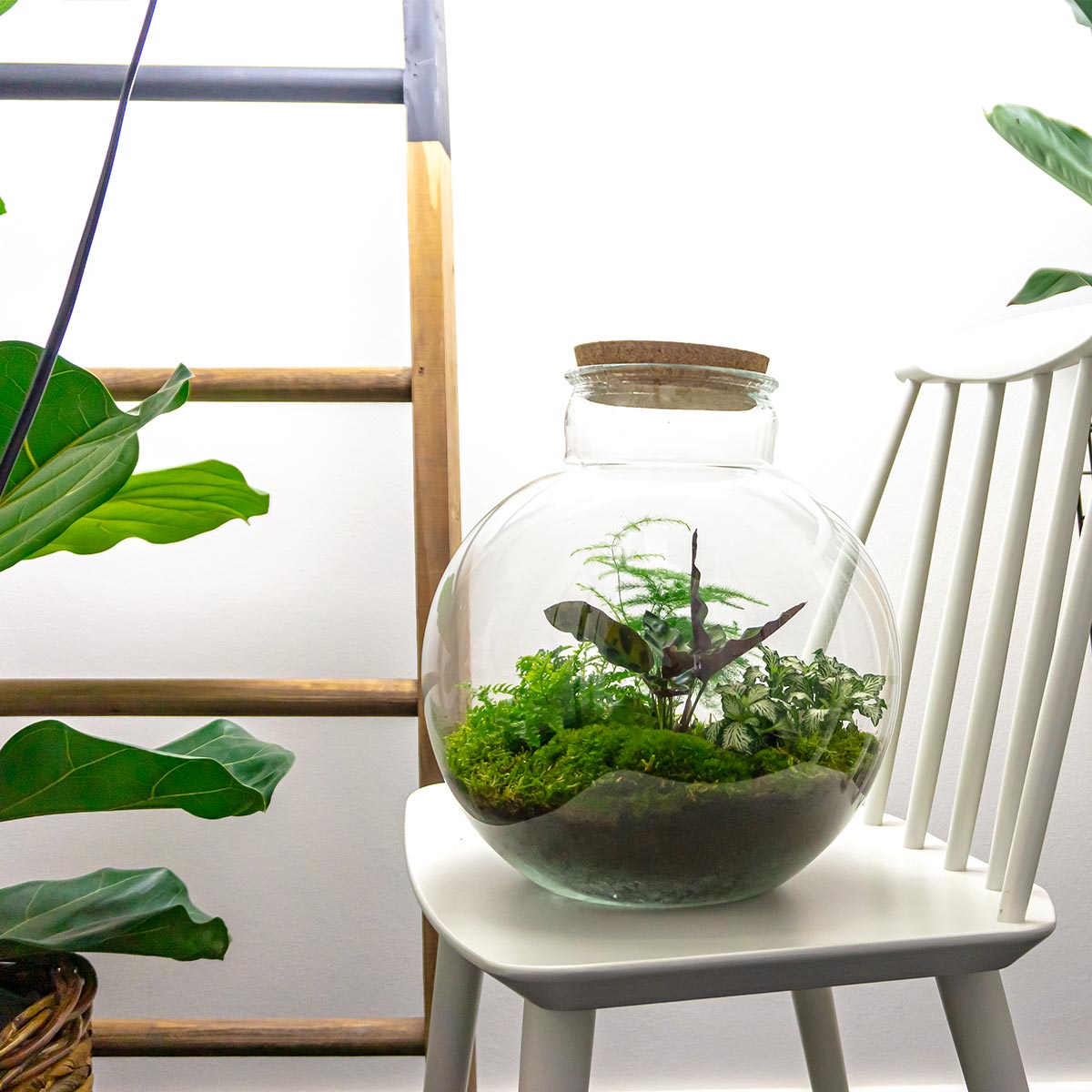 Diy Terrarium – Bolder Bob – ↑ 30 Cm