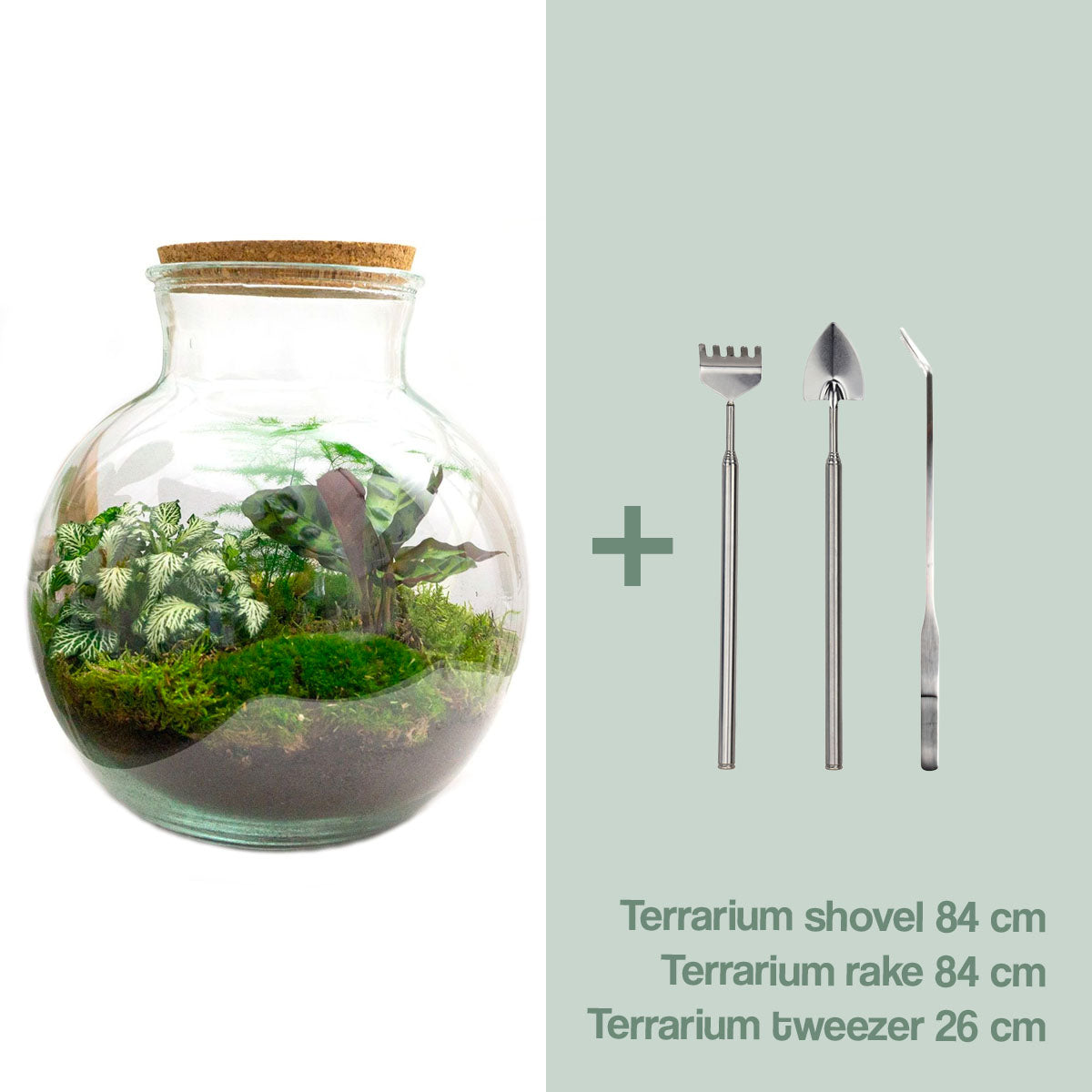 Diy Terrarium – Teddy – ↑ 26,5 Cm