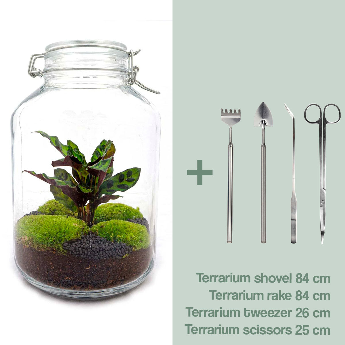 Diy Terrarium – Jar – Calathea – ↑ 28 Cm