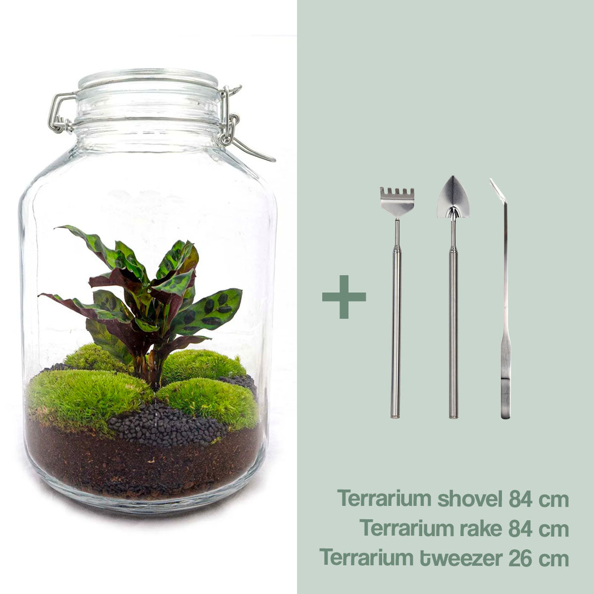 Diy Terrarium – Jar – Calathea – ↑ 28 Cm