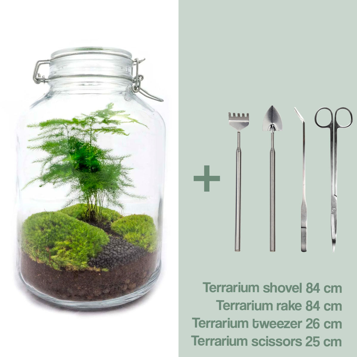 Diy Terrarium – Jar – Aspargus – ↑ 28 Cm