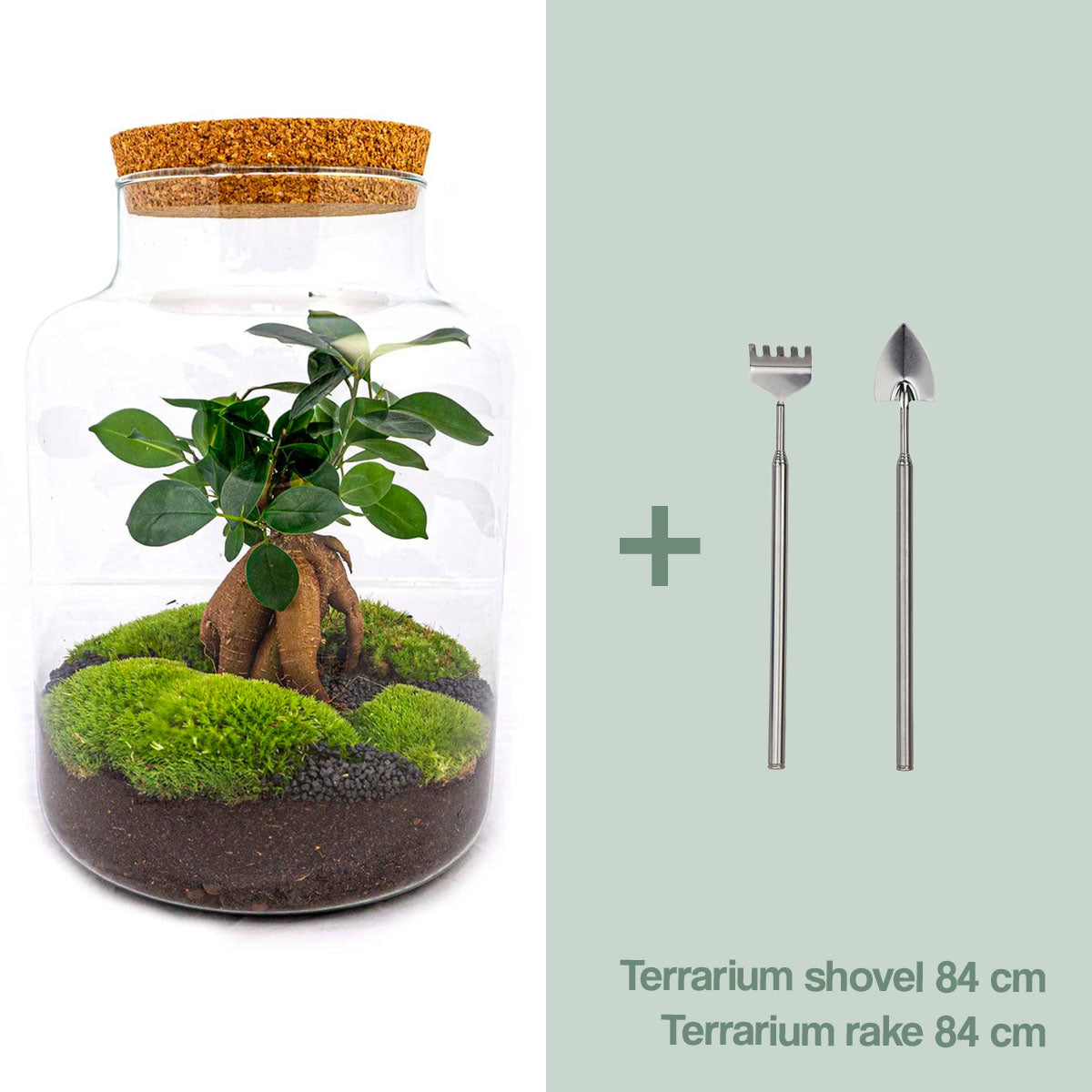 Diy Terrarium – Milky Met Ficus Ginseng Bonsai – ↑ 30 Cm