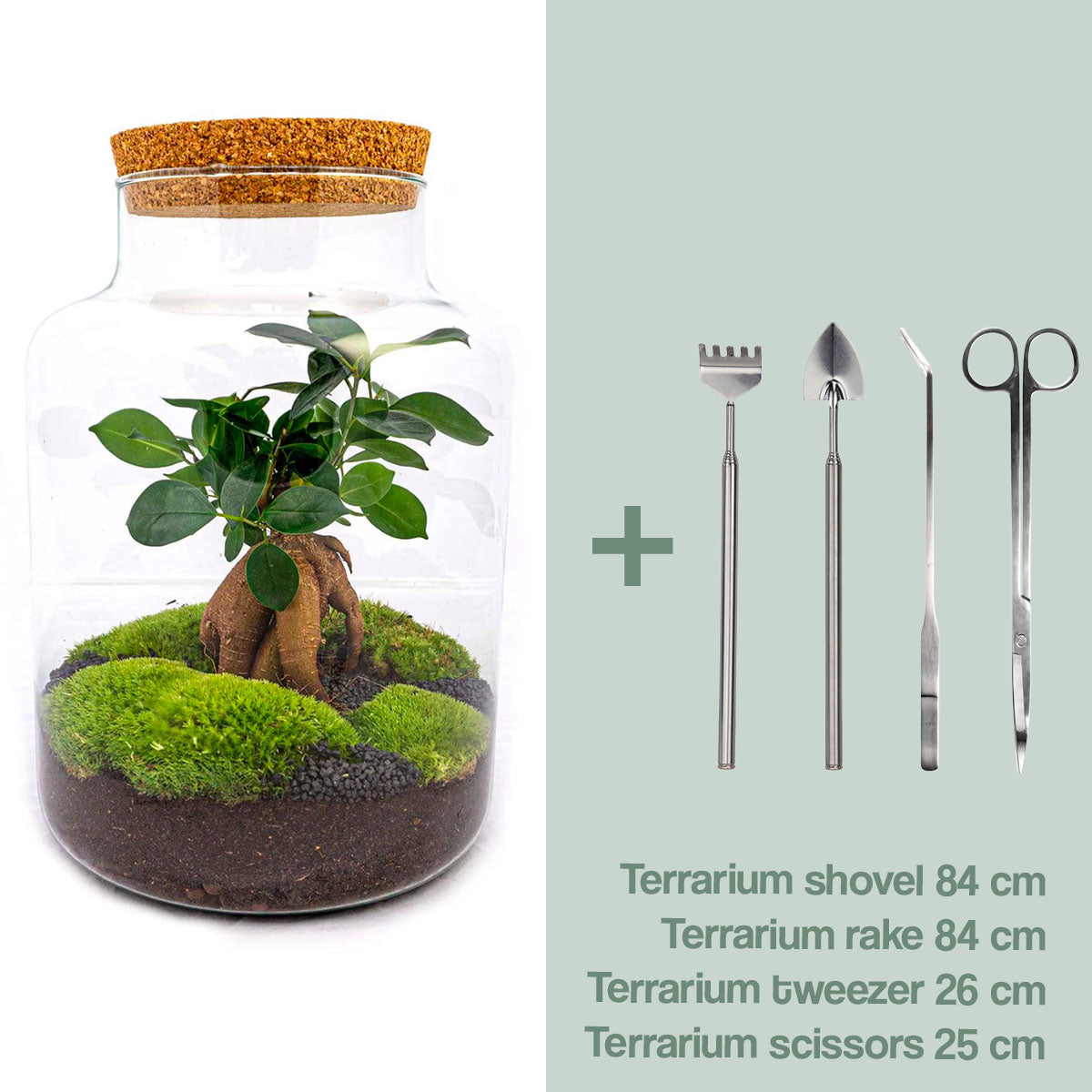 Diy Terrarium – Milky Met Ficus Ginseng Bonsai – ↑ 30 Cm