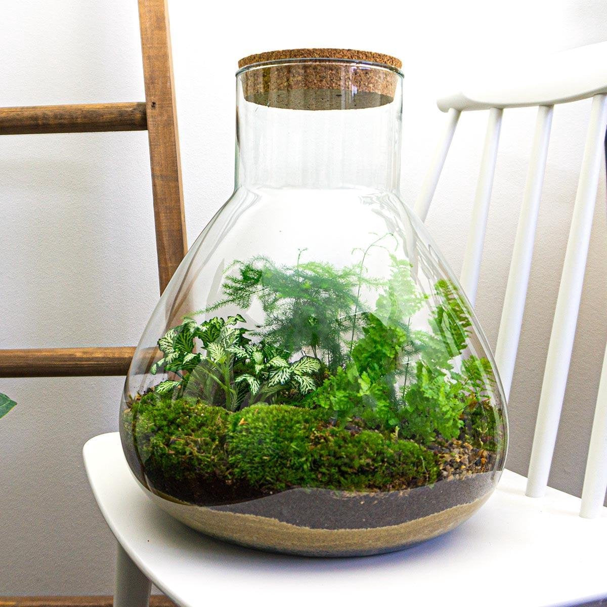 Diy Terrarium – Sam Xl – ↑ 35 Cm