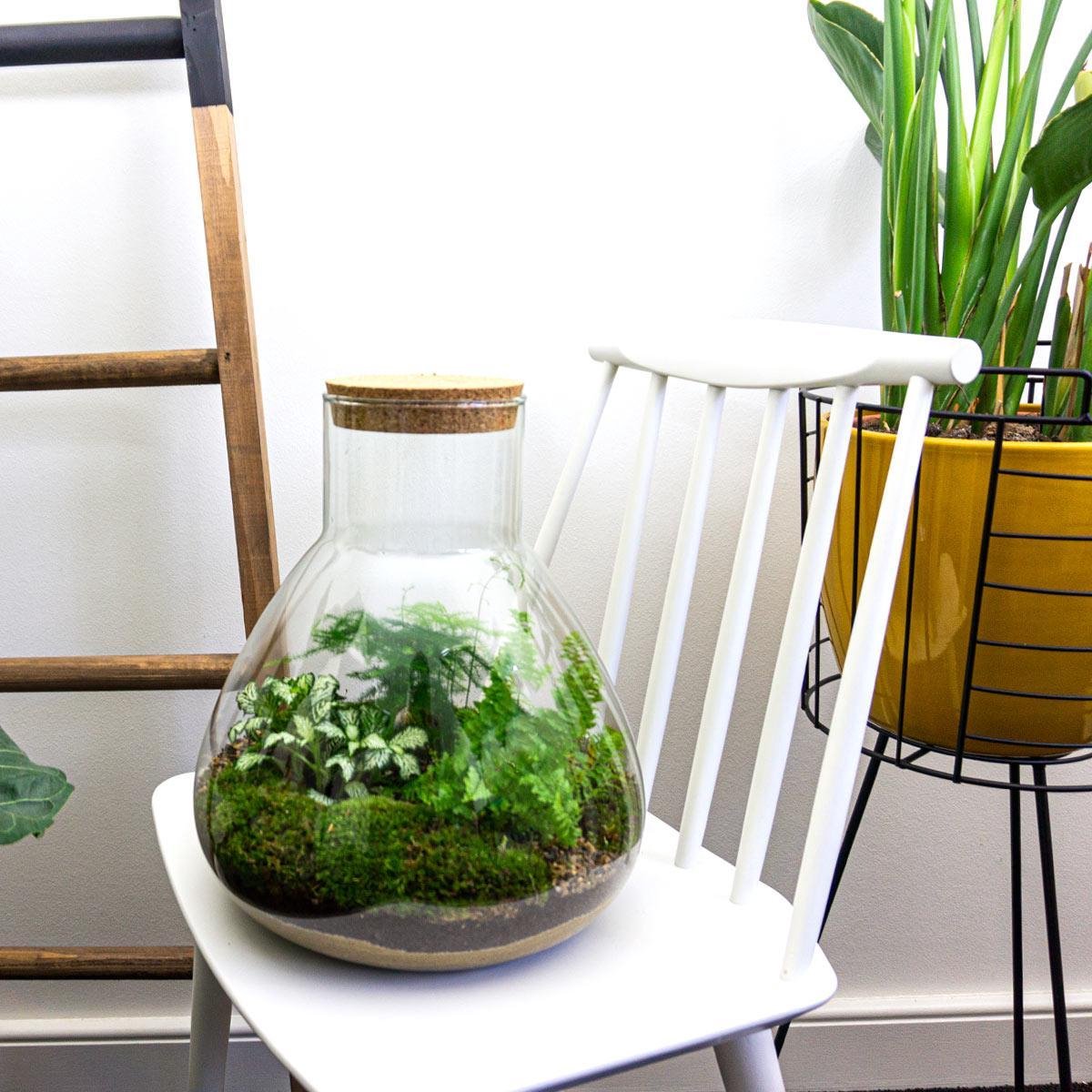 Diy Terrarium – Sam Xl – ↑ 35 Cm