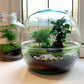 Diy Terrarium – Dome Xl – Ficus Ginseng Bonsai – ↑ 30 Cm