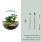 Diy Terrarium – Dome Xl – Ficus Ginseng Bonsai – ↑ 30 Cm