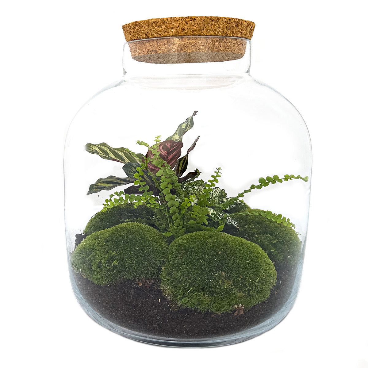 Diy Terrarium – Botanical Billie – ↑ 30 Cm