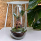 Diy Terrarium – Egg – Ficus Ginseng Bonsai – ↑ 25 Cm