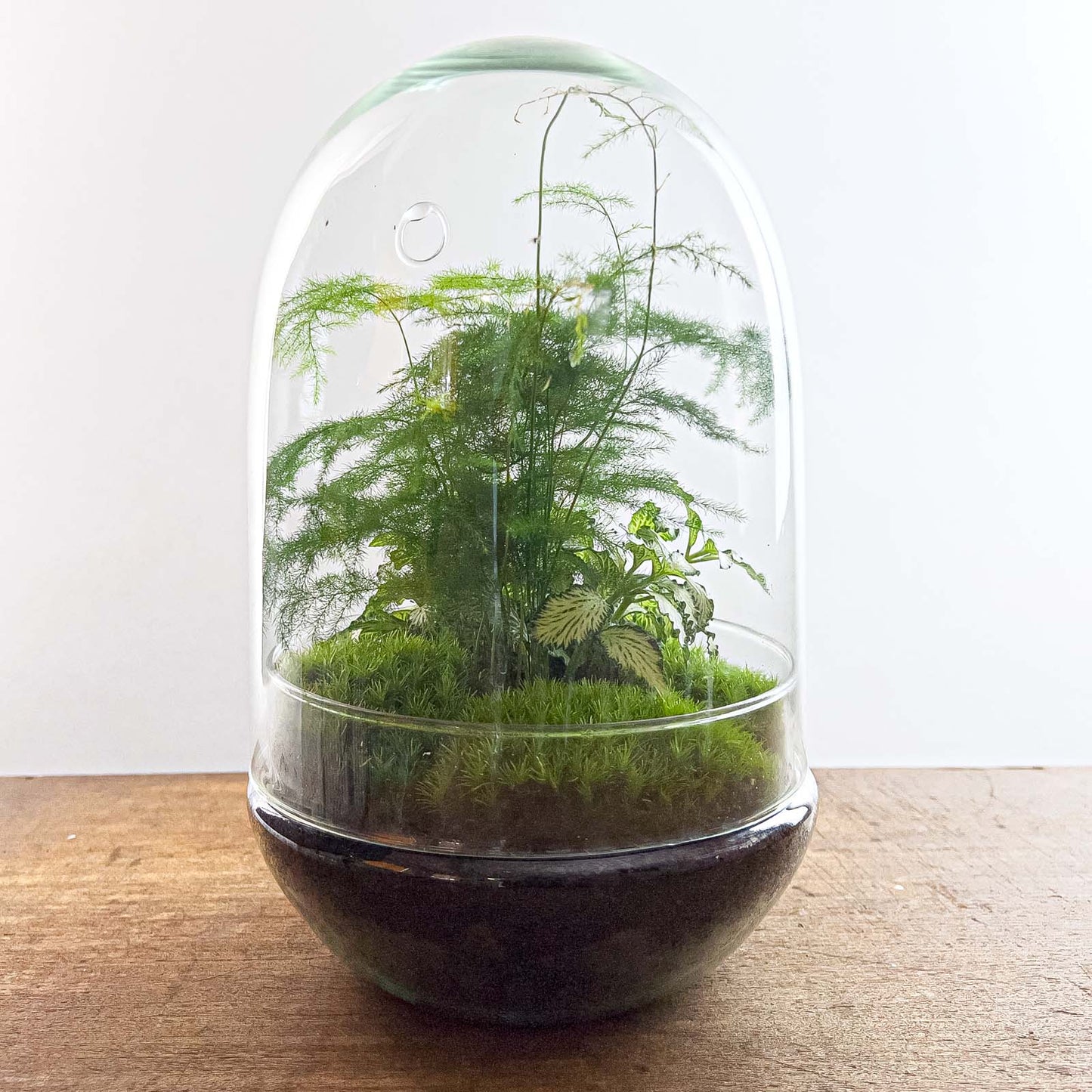 Diy Terrarium – Egg Xl – Planten Assortiment – ↑ 30 Cm