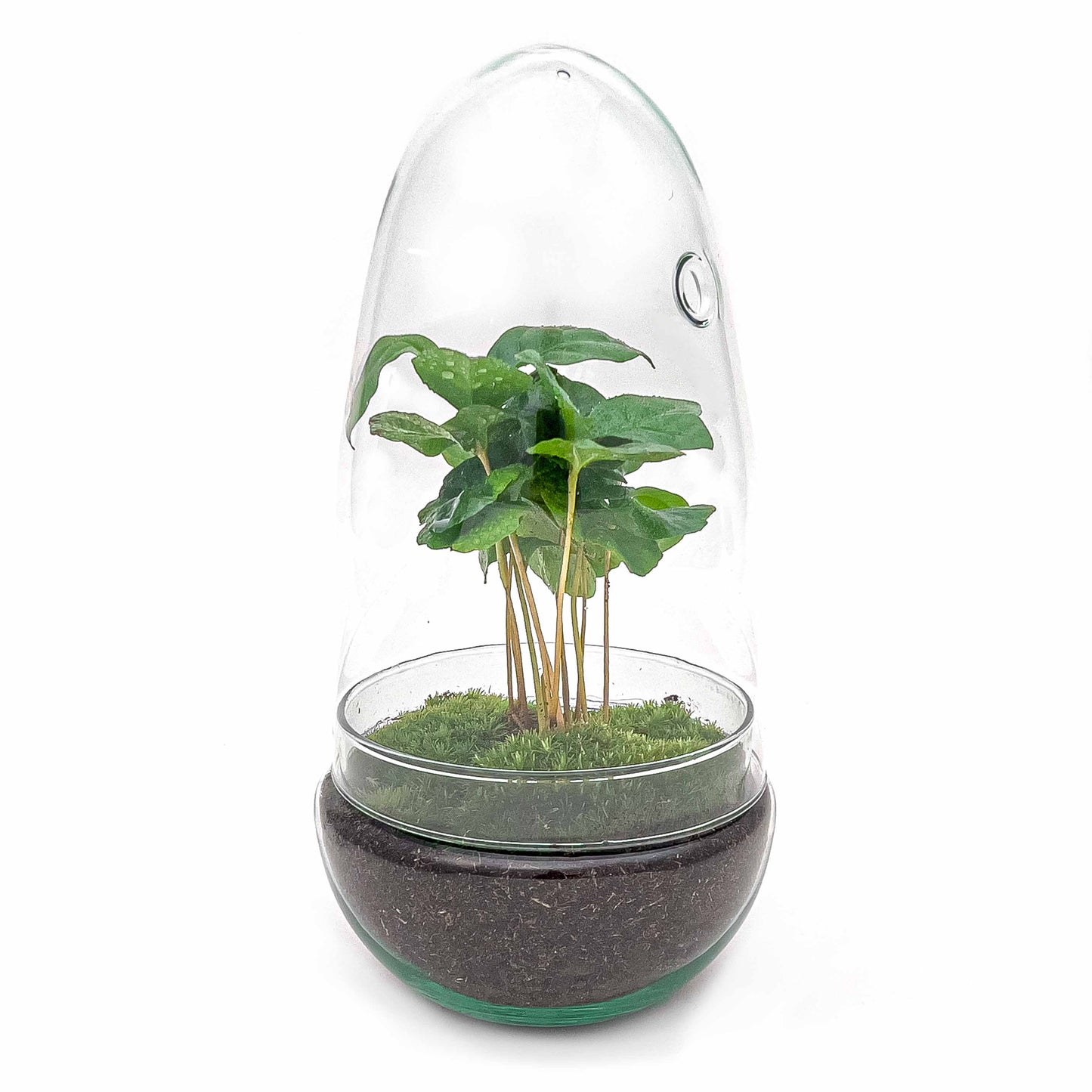 Diy Terrarium – Egg – Coffea Arabica  ↑ 25 Cm