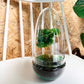 Diy Terrarium – Egg – Coffea Arabica  ↑ 25 Cm