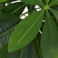 Kunst Watercacao Plant Met Pot 85 Cm Groen