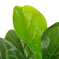 Kunstplant Met Pot Vioolbladplant 90 Cm Groen