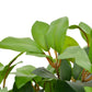 Kunstplant Met Pot Laurierboom 40 Cm Groen
