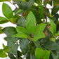 Kunstplant Met Pot Laurierboom 150 Cm Groen