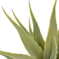 Kunstplant Met Pot Yucca 60 Cm Groen
