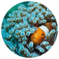 Wallart Behangcirkel Nemo The Anemonefish 190 Cm