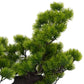 Kunstplant Met Pot Pinus Bonsai 70 Cm Groen
