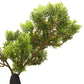 Kunstplant Met Pot Cipres Bonsai 60 Cm Groen