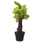 Kunstplant Met Pot Cipres Bonsai 70 Cm Groen