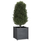 Plantenbak 70X70X70 Cm Massief Grenenhout Grijs