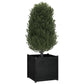 Plantenbak 70X70X70 Cm Massief Grenenhout Zwart